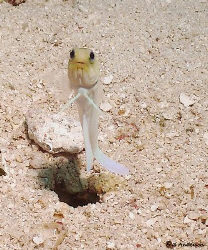 I can spend hours watching the Yellowhead jawfish. They r... by Steven Anderson 